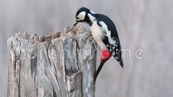 树桩上的主要啄木鸟吃种子视频的预览图