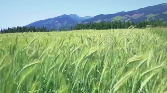未成熟的绿色小麦在缓慢的风群山和背景下的晴空中移动视频的预览图