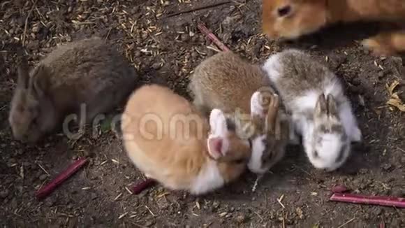 农场的鸟舍里漂亮的兔子兔子和小兔视频的预览图