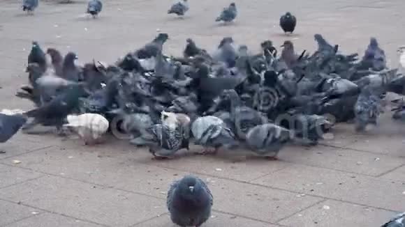 很多鸽子在广场上飞舞视频的预览图