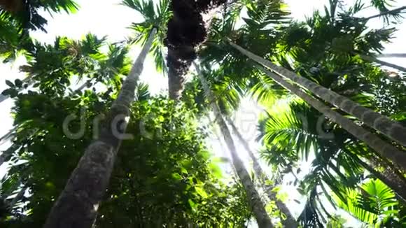 棕榈树和阳光美丽的背景森林和热带丛林视频的预览图