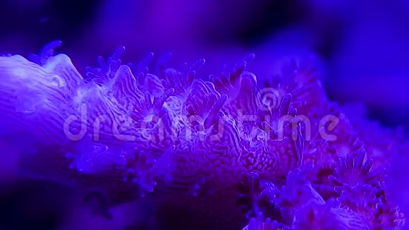 阿卡波拉珊瑚接近视频的预览图