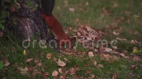 红松鼠咬着树旁草地上的坚果视频的预览图