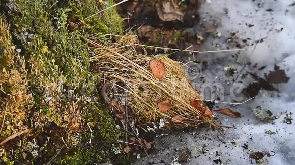 大树下一片解冻的干春草去年落叶视频的预览图