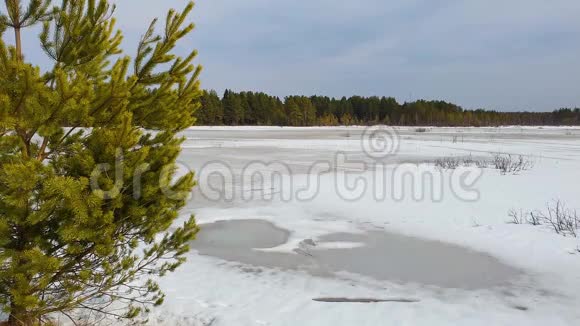 松树的绿枝在风中摇摆在春天的针叶林中一个寒冷的湖的海岸视频的预览图