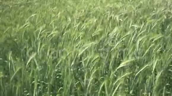 未成熟的绿色小麦植物在慢风中移动视频的预览图