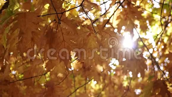 树上有黄色的叶子美丽的秋天背景慢动作视频的预览图