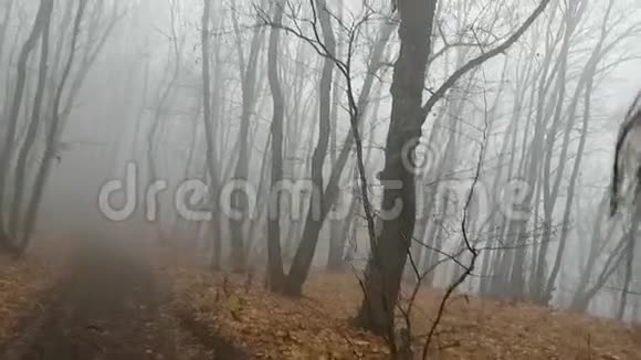 害怕谨慎的女旅行者带着背包小心翼翼地穿过薄雾般的秋林一个人去冒险视频的预览图