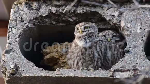 两只小猫头鹰阿滕诺克图阿望着他们的洞穴唱了一首歌视频的预览图