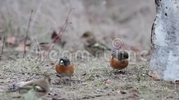 鸟儿坐在草地上吃种子野外常见的森林鸣禽视频的预览图