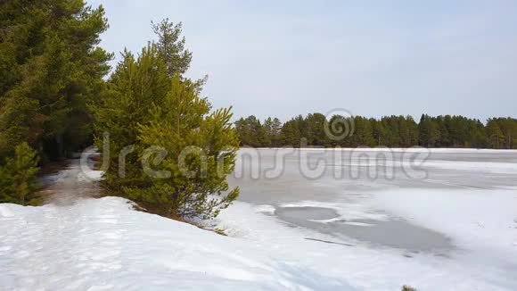 松树的绿枝在风中摇摆在春天的针叶林中一个寒冷的湖的海岸视频的预览图