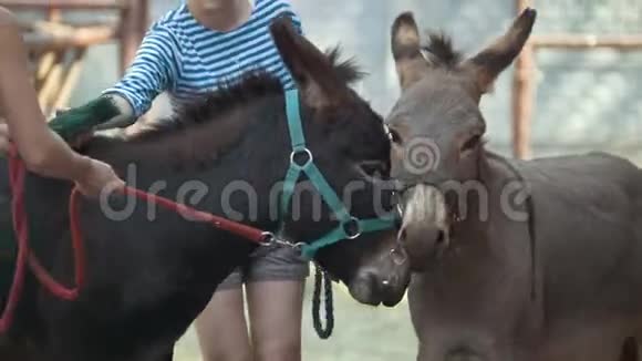 两只驴在马厩里视频的预览图