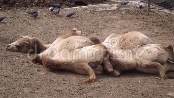 两只骆驼躺在动物园的地上骆驼在动物园里睡觉视频的预览图
