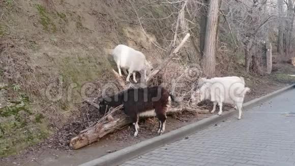 白色和黑色山羊在冬天吃草视频的预览图