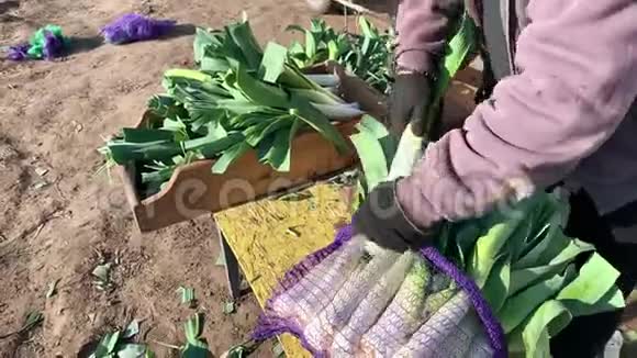 农夫把新鲜收获的韭菜装进一个网袋里农业耕作农场工作一束组装好的蔬菜视频的预览图
