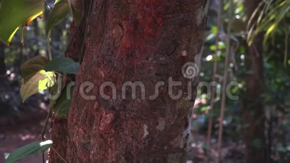 林中的桂树肉桂树皮特写香料种植园上的肉桂树视频的预览图