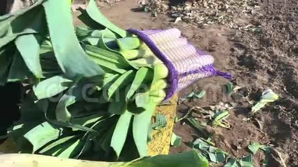 农民将新鲜收获的韭菜堆放在网袋中采收加工蔬菜农活整理蔬菜农业视频的预览图