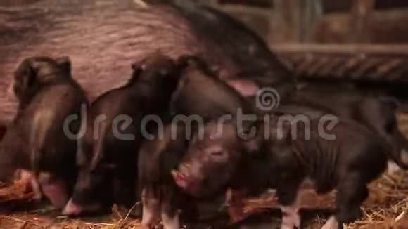新生的小猪在争夺食物视频的预览图