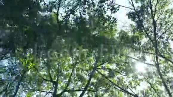 漫步在公园里一排排树经过阳光透过树枝照耀着视频的预览图