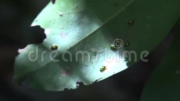 叶子上的虫子视频的预览图