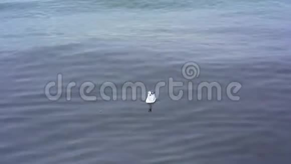 海鸥在雨中漂浮在博斯普鲁斯的波浪上视频的预览图