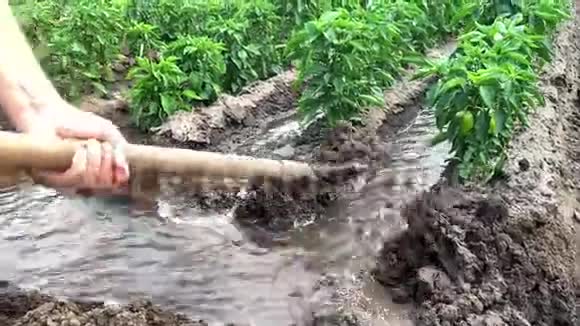 人通过灌溉渠控制水流传统的自然浇水农业和农田作物护理技术视频的预览图