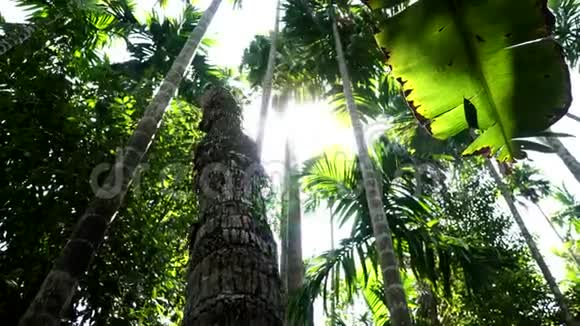 雨林高大的棕榈树和阳光美丽的棕榈林背景视频的预览图