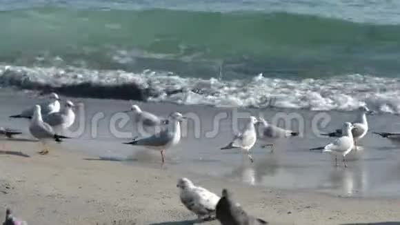 冬天黑海上的海鸥和鸽子视频的预览图