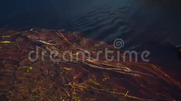 在水中和水下的草快泉溪有脏棕色的水视频的预览图