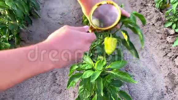 食品科学家检查胡椒作物的质量和健康化学品和农药波美农业和农业视频的预览图