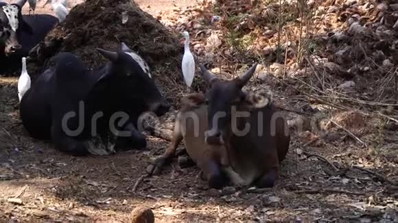 大牛躺在地上一个印度村庄的奶牛视频的预览图