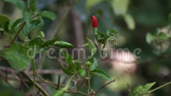 红的小辣椒长在灌木上一棵树上的辣椒视频的预览图