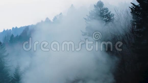 山中神秘的雾气森林视频的预览图