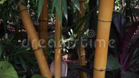 大漂亮的黄竹竹制特写的生长茎视频的预览图