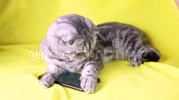苏格兰折叠智能猫玩智能手机视频的预览图