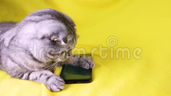 苏格兰折叠智能猫玩智能手机视频的预览图