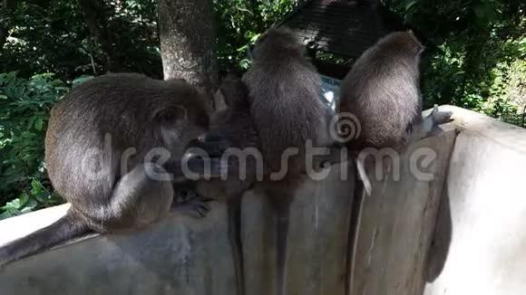 一群四只猴子坐在墙上一位母亲照顾小猴子从昆虫中寻找和清洁印度尼西亚巴厘视频的预览图