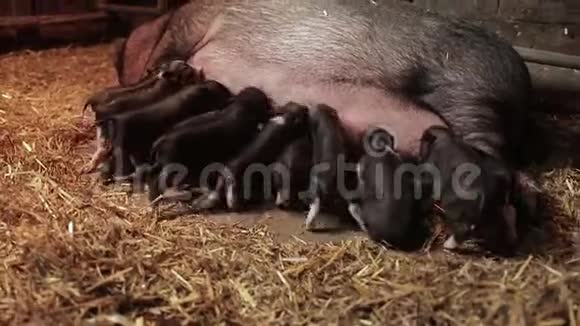 新生的小猪在争夺食物视频的预览图