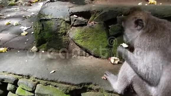 猕猴坐在树下的石墙上吃红薯的特写视频视频的预览图