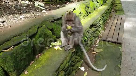 猕猴坐在树下的石墙上急切地吃着一穗新鲜玉米的特写视频视频的预览图