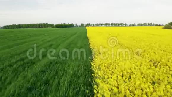 半青半黄的空中翻田开油菜和成熟小麦视频的预览图