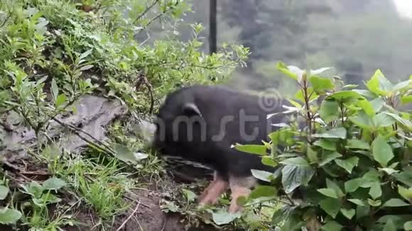越南萨帕市猫猫村黑猪视频的预览图