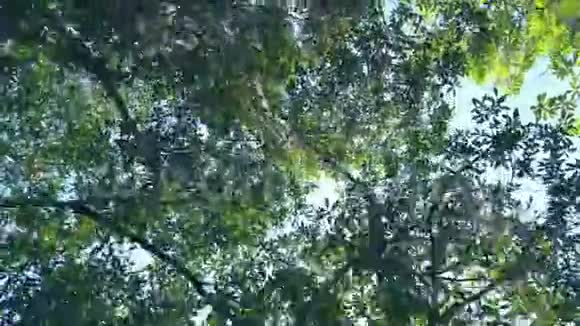 漫步在公园里一排排树经过阳光透过树枝照耀着视频的预览图