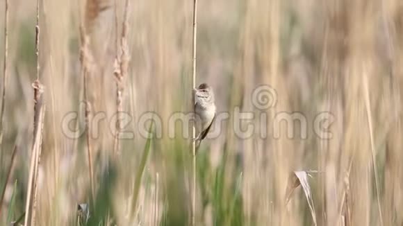野鸟在芦苇丛中歌唱视频的预览图