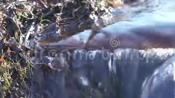 关闭山林小溪晶莹剔透的流水视频小水滴飞溅阳光明媚视频的预览图