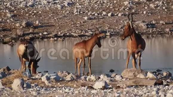 非洲埃托沙国家公园的黑斑羚视频的预览图