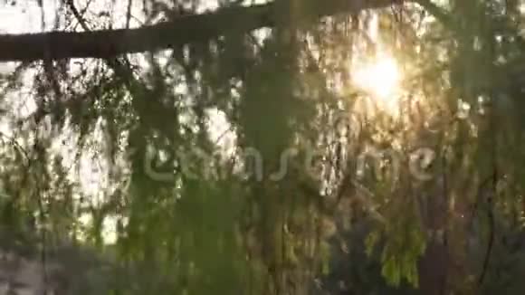 午后阳光透过云杉树枝在风中移动视频的预览图