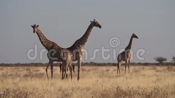 非洲纳米比亚Etosha国家公园长颈鹿长颈鹿视频的预览图