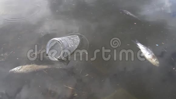 一个塑料杯漂浮在几条死鱼附近视频的预览图
