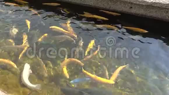 池塘中虹鳟鱼的颜色突变体白蓝黄钴鱼在水里游泳视频的预览图
